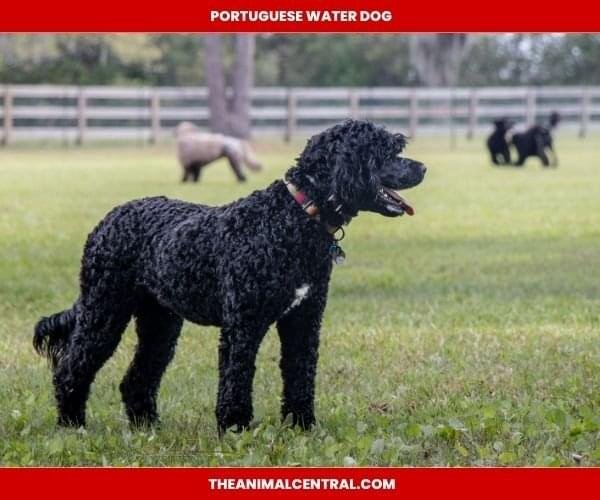 Portuguese Water Dogs