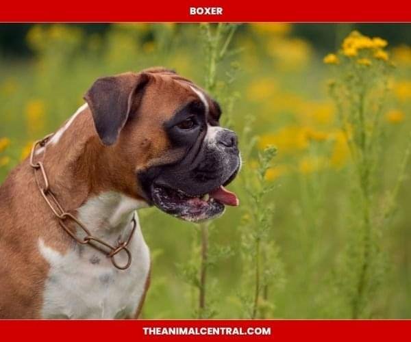 Boxer