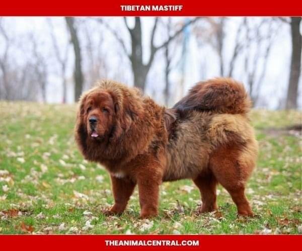 Tibetan Mastiff