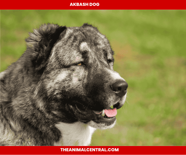 Caucasian Shepherd dog