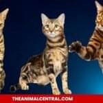 Bengal cats